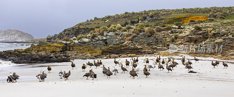 Flock of Upland Goose, Caiquén, Chloephaga picta, Falklands